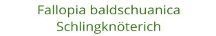 Fallopia baldschuanica Schlingkn�terich