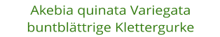 Akebia quinata Variegata buntbl�ttrige Klettergurke
