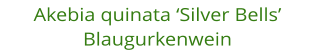 Akebia quinata �Silver Bells�   Blaugurkenwein