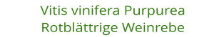 Vitis vinifera Purpurea Rotbl�ttrige Weinrebe