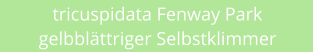 tricuspidata Fenway Park gelbbl�ttriger Selbstklimmer