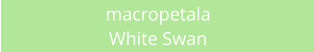 macropetala White Swan