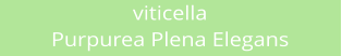viticella Purpurea Plena Elegans