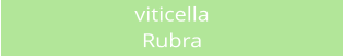 viticella Rubra
