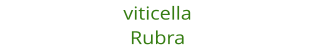 viticella Rubra