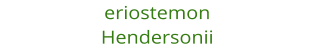 eriostemon Hendersonii
