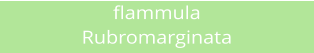 flammula Rubromarginata