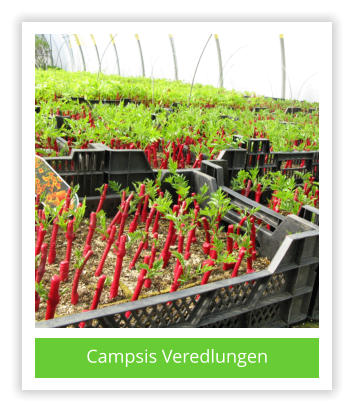 Campsis Veredlungen